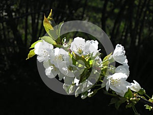 White flowers of blossoming cherry tree