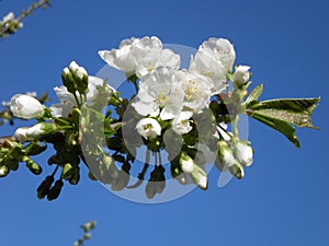 White flowers of blossoming cherry tree