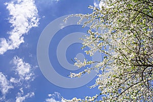 White flowers of blossoming plum fruit tree on sky background with clouds