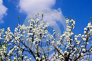 White flowers of a blossoming plum tree against a blue sky in the spring sunshine