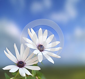 White flowers on blue