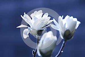 White Flowers on blue background