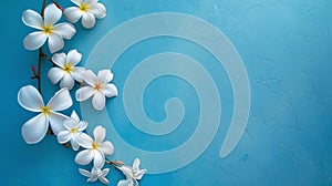 White flowers on blue background with blank space. white flowers on a blue background in figuras force with free empty space photo