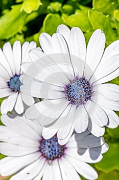 White flowers with a blue centre in a garden on a sunny day