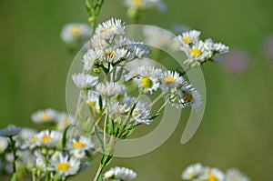 White flowers of blue fleabane