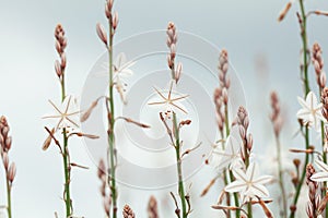 White flowers on blue sky background