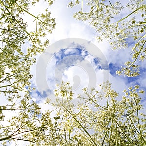 White flowers on blue sky background and clouds, square