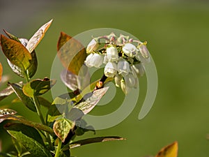 White flowers on a blueberry bush, variety Aino