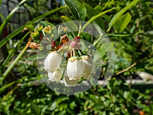 White flowers on a blueberry or highbush blueberry bush growing on branches among leaves in bright sunlight