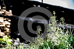 White flowers with blurred background photo