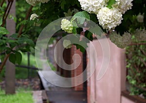 White flowers on blurred street background