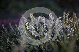 white flowers with a blurry background