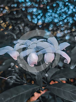 White flowers with boke background