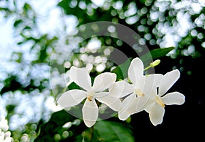 White flowers with bokeh background