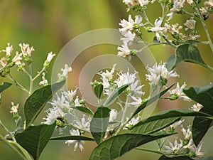 White flowers are booming on tree in the garden. Vernonia tree, bitter leaf, nan chao wei & x28;chinese name& x29; is a medicinal