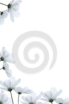 White flowers border