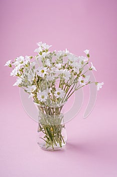 White flowers bouquet in glass vase on pink background