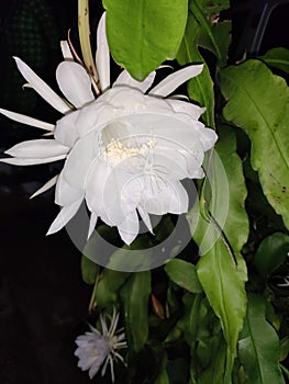 White flowers in brahma kamal flower plant photo
