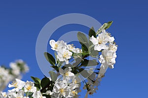 White flowers on a branch of a blossoming tree, on a background of blue sky