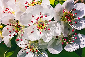 White flowers on a branch of a flowering pear tree on a sunny spring day close-up.
