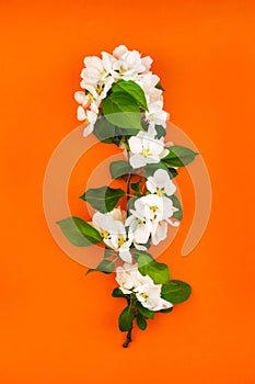 White flowers branch with green leaves on orange background. Beautiful wild garden bouquet isolated