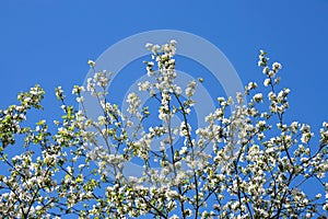White flowers on branches against a blue sky