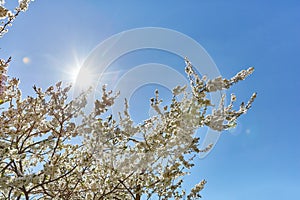 White flowers on the branches of an apple tree on a background of blue sky and sun