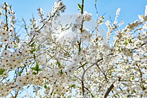 White flowers on the branches of an apple tree on a background of blue sky and sun