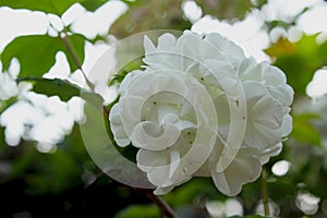 White flowers of Brazilian Hydrangea