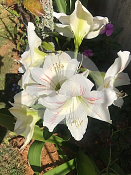 White flowers that brightens the garden photo