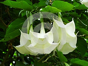 White Flowers of Brugmansia Suaveolens - Angel`s Trumpet or Datura or Dhatura