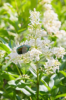 White flowers of Buddleia davidii or butterfly-bush in garden.