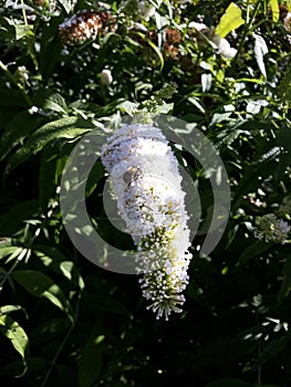 White flowers of Buddleja davidii, in the garden.