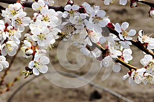 White flowers and buds of an apricot tree in spring blossom