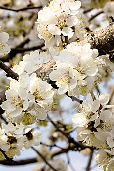 White flowers and buds of an apricot tree in spring blossom