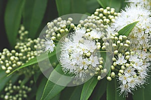 White flowers and buds of the Australian native Lemon Myrtle, Backhousia citriodora