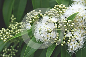 White flowers and buds of the Australian native Lemon Myrtle, Backhousia citriodora photo