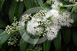 White flowers and buds of the Australian native Lemon Myrtle, Backhousia citriodora photo