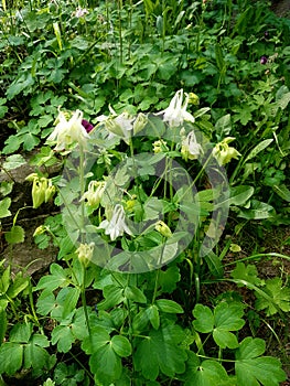 White flowers. Buds in the form of a bell hang down to the soil and are held on a high green trunk of a plant. Around a large num