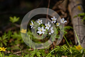 White flowers and buds on a long stem with green leaves, early spring morning in forest meadow, warm direct sunlight