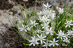 White flowers and buds of Ornithogalum umbellatum