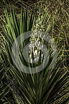 White flowers and buds of Yucca cernua plant closeup among green foliage