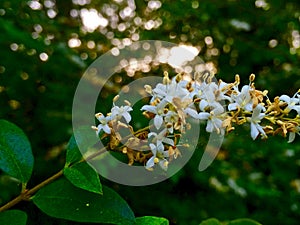 White flowers bunched together