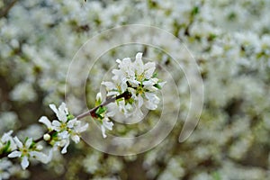 White flowers of Bush Cherry Prunus Japonica