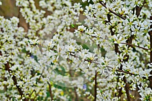 White flowers of Bush Cherry Prunus Japonica