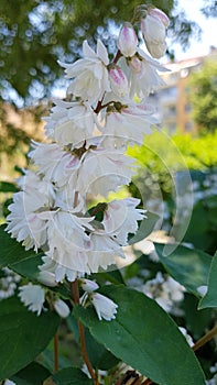 White flowers on a bush