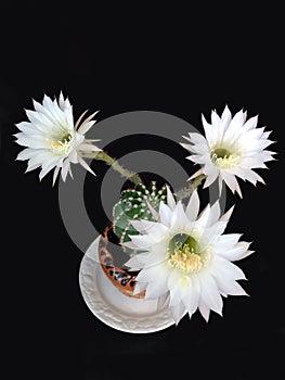 white flowers of the cactus echinopsis isolated on black background