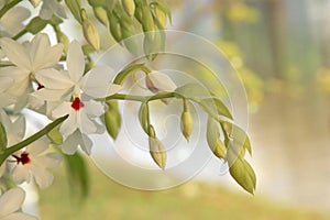 White Flowers of Calanthe vestita Orchid