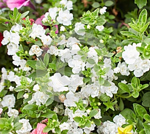 White flowers of Calibrachoa \'MiniFamous Double Compact White