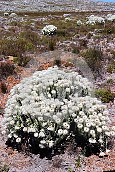 White flowers at the Cape Peninsula in South Africa
